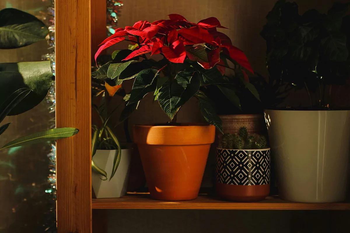 Flor de Pascua: Guía Completa para Cuidarla Todo el Año - Cómo cuidar la flor de Pascua todo el año flor de cuero planta - Cómo cuidar la flor de Pascua todo el año