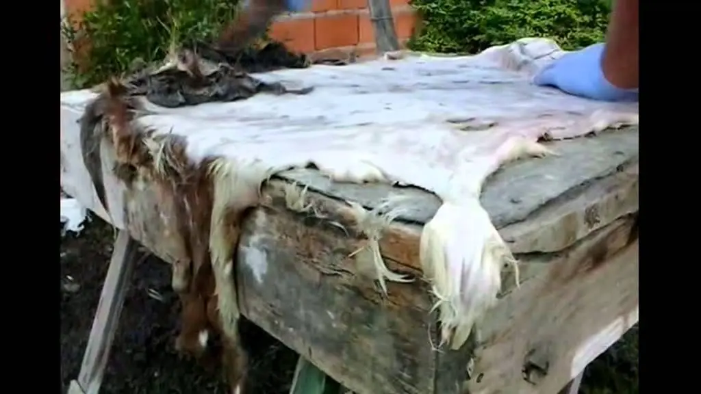 Cómo sacar el pelo del cuero de vaca: Guía completa - Cómo eliminar el pelo de la piel de vaca de forma natural como sacar el pelo del cuero de vaca - Cómo eliminar el pelo de la piel de vaca de forma natural