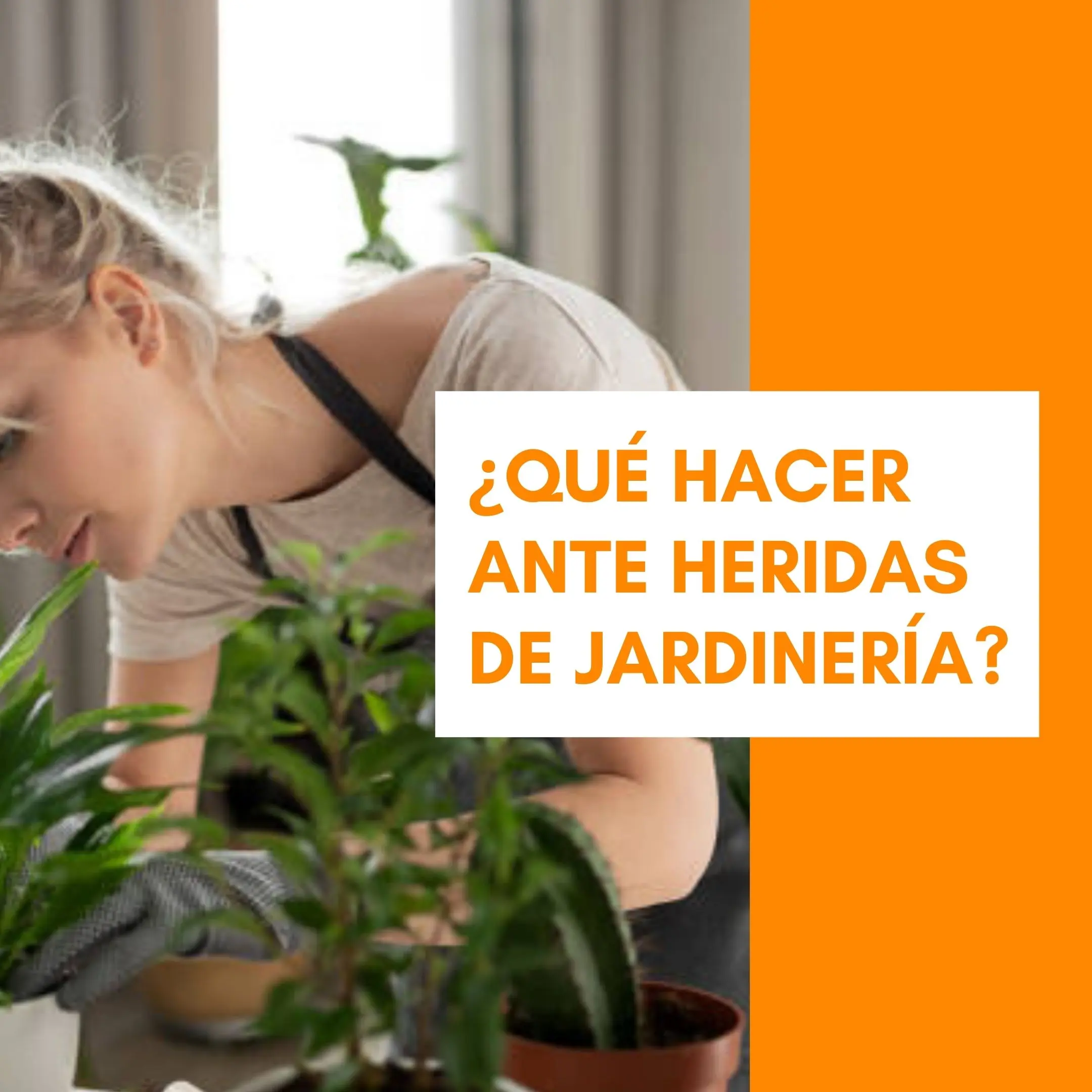 Cuero de Cactus: La Alternativa Sostenible al Cuero Tradicional - Cómo eliminar espinas de cactus de la piel cuero de cactus - Cómo eliminar espinas de cactus de la piel