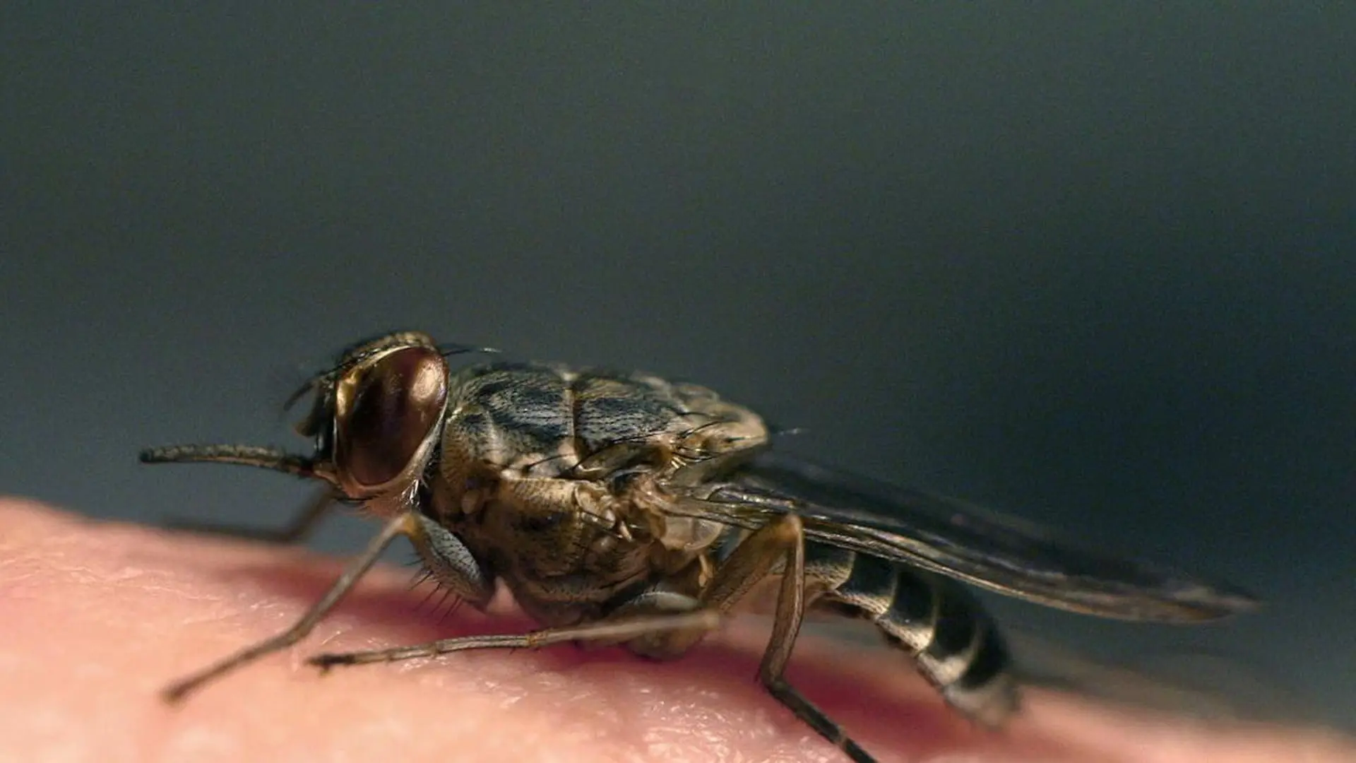 Cómo Eliminar Larvas de Mosca en la Piel y Prevenir Invasiones de Moscas - Cómo eliminar las moscas definitivamente tratamientos de moscas en cueros - Cómo eliminar las moscas definitivamente