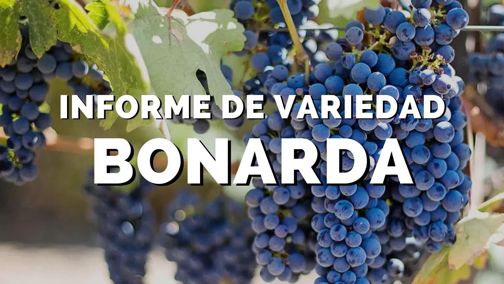 vino privado jorge rubio etiqueta de cuero - Cómo es el vino Bonarda