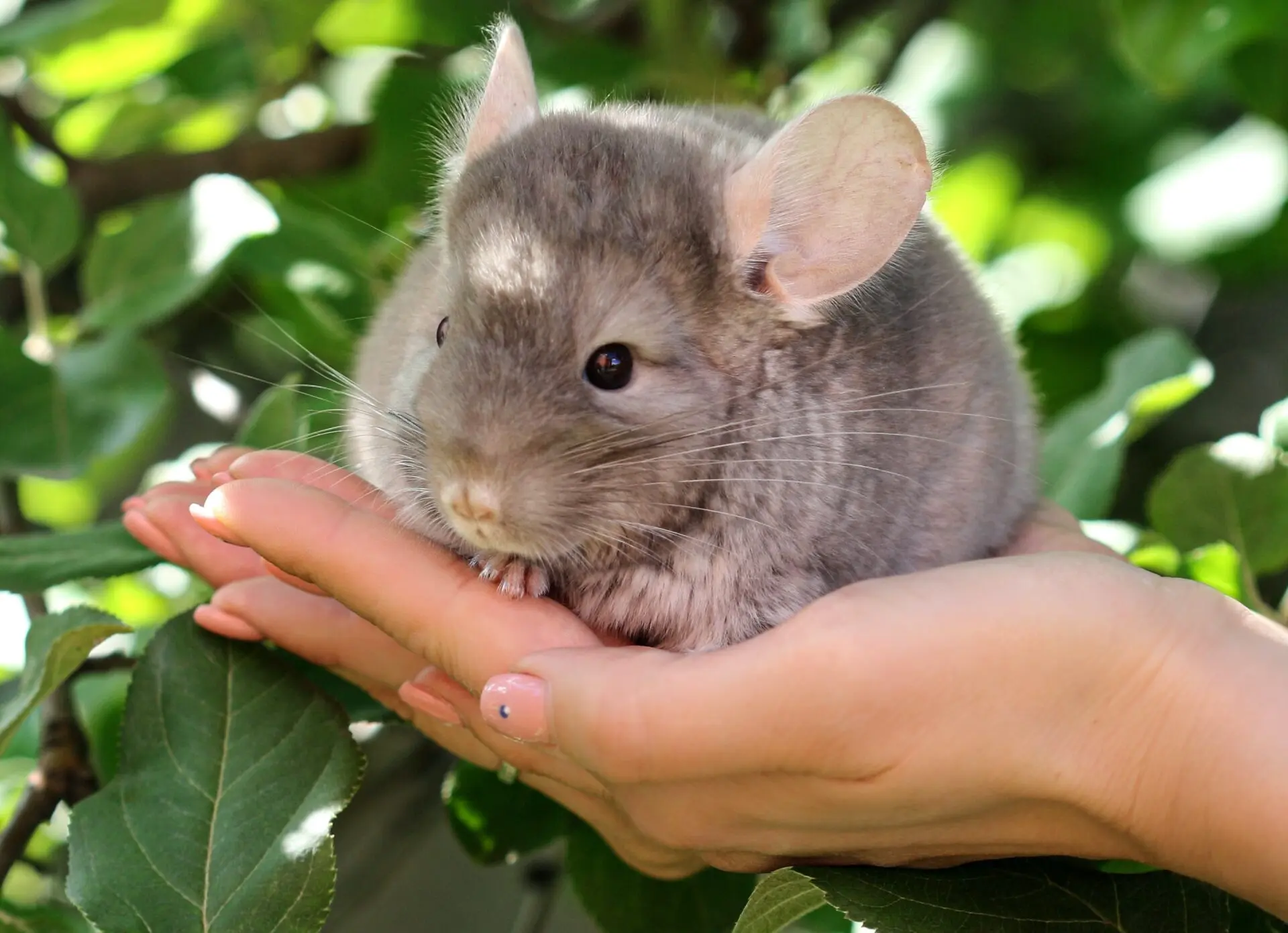 compradores de cueros de chinchilla - Cómo es la piel de la chinchilla