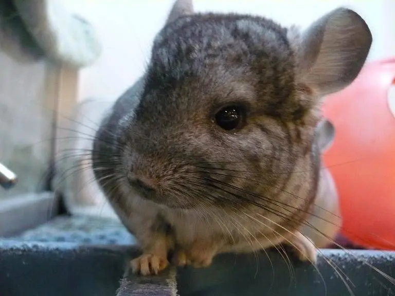 Cuero de Chinchilla: Un Material de Lujo con Historia Controvertida - Cómo hacen del baño las chinchillas cueros de chinchillas - Cómo hacen del baño las chinchillas