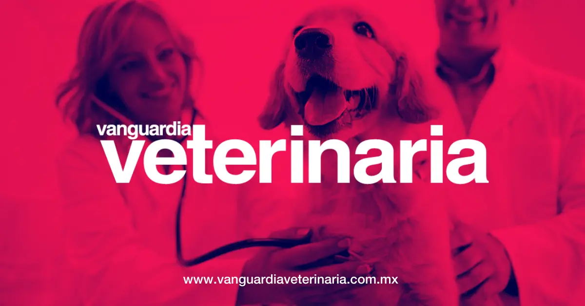 Acumulación de Bacterias en la Piel de los Perros: Pioderma Canina - Cómo saber si mi perro tiene pioderma acumulacion de bacterias perros cuero - Cómo saber si mi perro tiene pioderma
