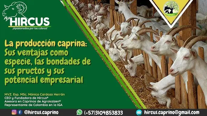 Potencialidad de la Producción de Cuero de Cabra: Una Oportunidad Creciente - Cómo se fabrica el cuero de cabra potencialidad de la produccion de cueros de cabra - Cómo se fabrica el cuero de cabra