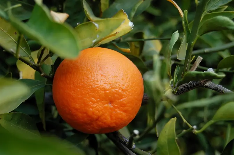 La Piel de la Mandarina: Más que un Desecho - Cómo se llama el pellejo de la mandarina mandarina cueros - Cómo se llama el pellejo de la mandarina