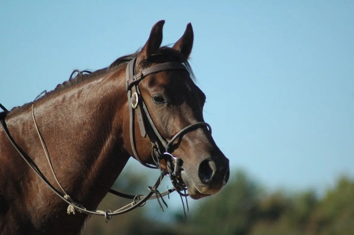 cabezal de caballo de cuero - Cómo se llama lo que se le pone a los caballos en la cabeza
