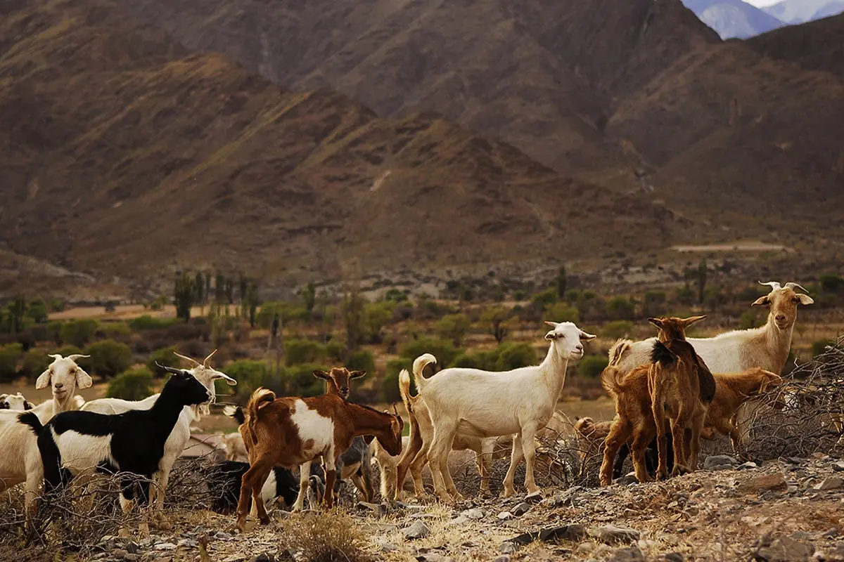 Potencialidad de la Producción de Cuero de Cabra: Una Oportunidad Creciente - Cómo se puede mejorar la producción caprina potencialidad de la produccion de cueros de cabra - Cómo se puede mejorar la producción caprina
