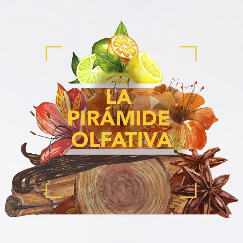 Familia Olfativa Cuero: Un Viaje Aromático por la Sofisticación y la Intriga - Cuántas familias olfativas hay familia olfativa cuero - Cuántas familias olfativas hay