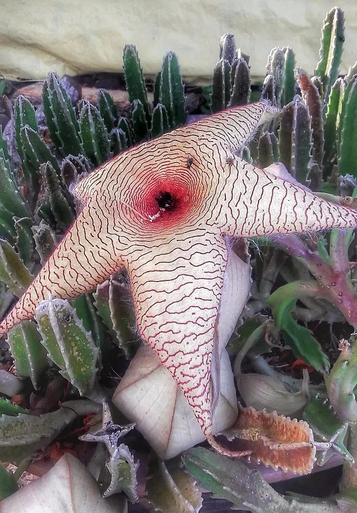Flor de Pascua: Guía Completa para Cuidarla Todo el Año - Cuánto dura la flor de stapelia flor de cuero planta - Cuánto dura la flor de stapelia