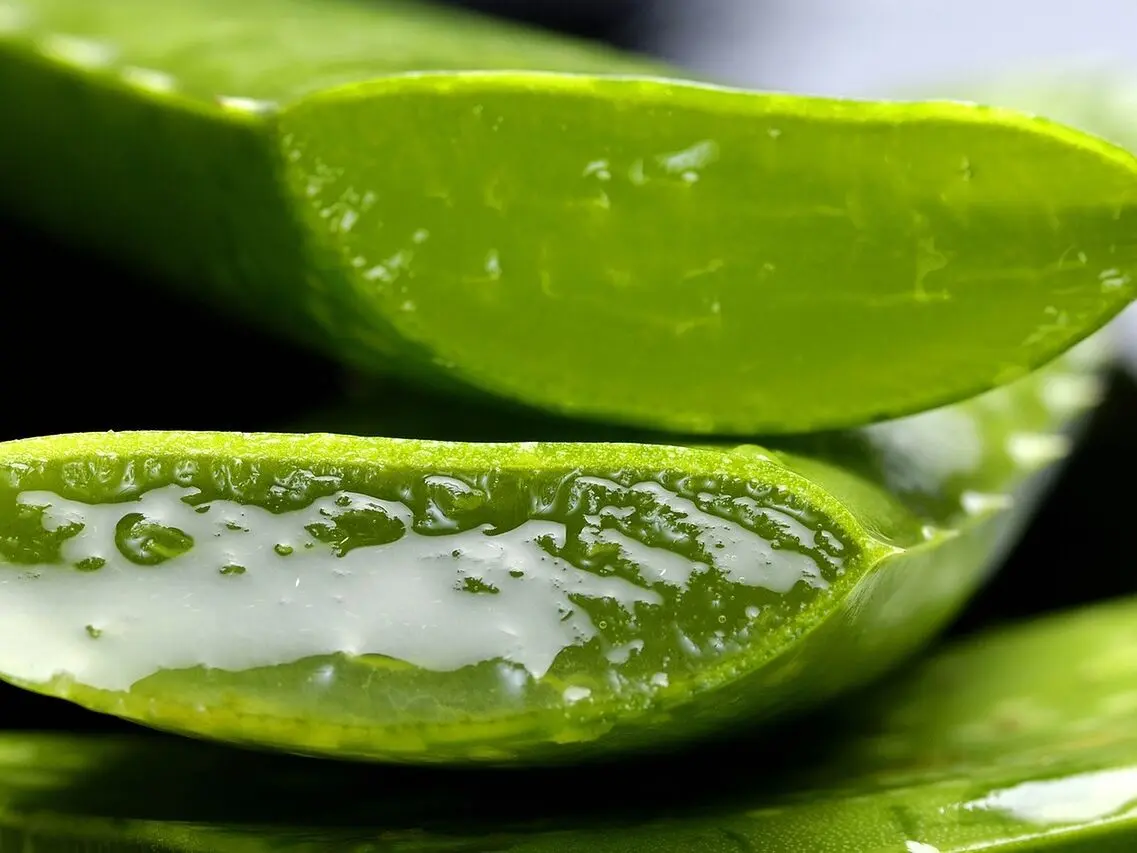 Aloe Vera para el Cabello: Beneficios, Aplicación y Productos - Cuánto tiempo se deja el aloe vera en la cabeza aplicar aloe vera en el cuero cabelludo - Cuánto tiempo se deja el aloe vera en la cabeza