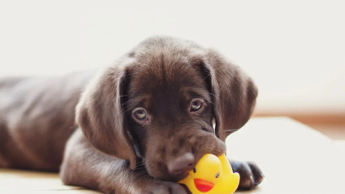 Juguetes de cuero para perros: la elección perfecta para tu compañero peludo - Cuántos juguetes debe tener un perro juguetes de cuero para perros - Cuántos juguetes debe tener un perro
