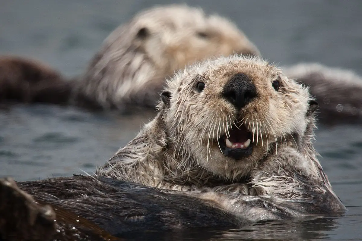 Dónde viven las nutrias: Un viaje al hábitat de estos increíbles mamíferos - Dónde son originarias las nutrias cueros de nutria rusia - Dónde son originarias las nutrias