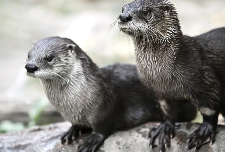Dónde viven las nutrias: Un viaje al hábitat de estos increíbles mamíferos - Dónde vive la nutria país cueros de nutria rusia - Dónde vive la nutria país