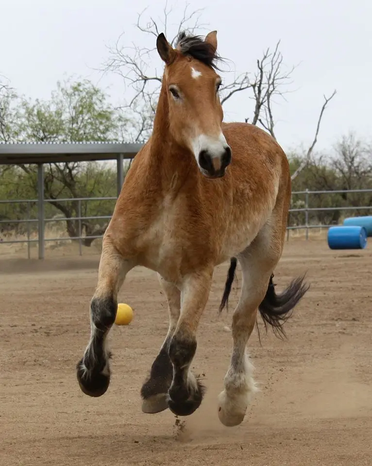 Los aperos de los caballos: una guía completa para principiantes - Los caballos se crían para el cuero aperos o recados de cuero para caballos - Los caballos se crían para el cuero