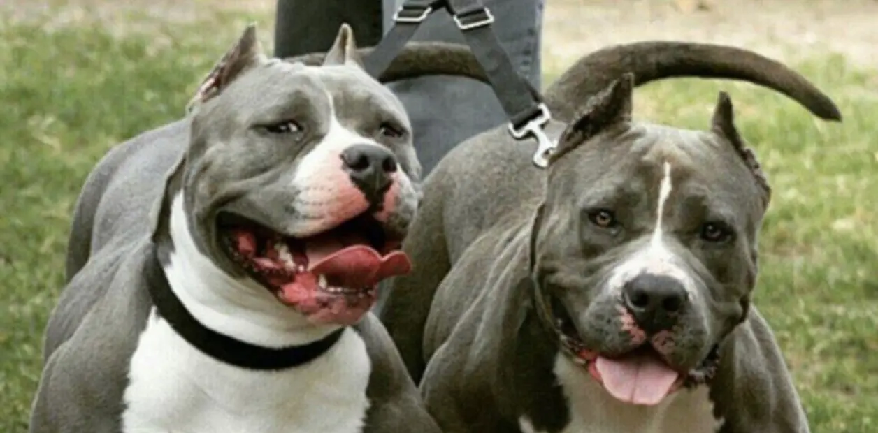 Arnés de Cuero para Pitbull: Guía Completa para Elegir el Mejor - Qué collar es mejor para un pitbull arnes de cuero para pitbull - Qué collar es mejor para un pitbull