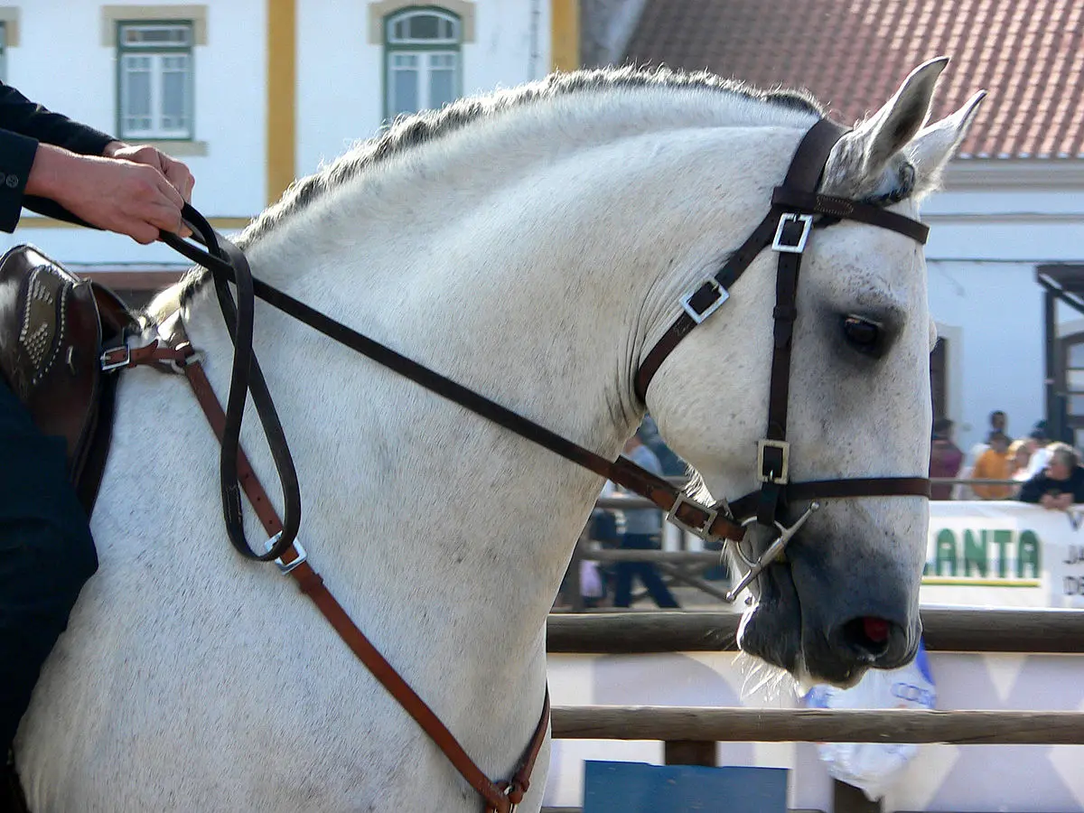 Artesanías en cuero para arneses de caballos: Un legado de tradición y funcionalidad - Qué es una pechera de caballo artesanias en cuero para arnese de caballos - Qué es una pechera de caballo