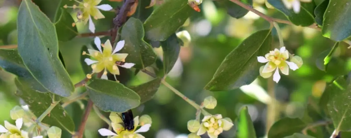 Beneficios del Quillay para el Cuero Cabelludo: Un Árbol Ancestral para el Cuidado del Cabello - Qué hacer con las hojas de quillay beneficios del quillay para el cuero cabelludo - Qué hacer con las hojas de quillay