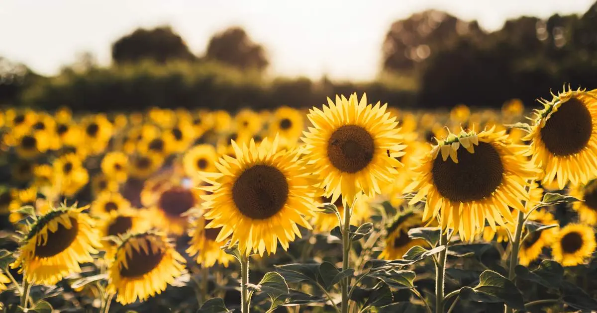 marroquineria girasol - Qué hacer cuando se seca la flor del girasol
