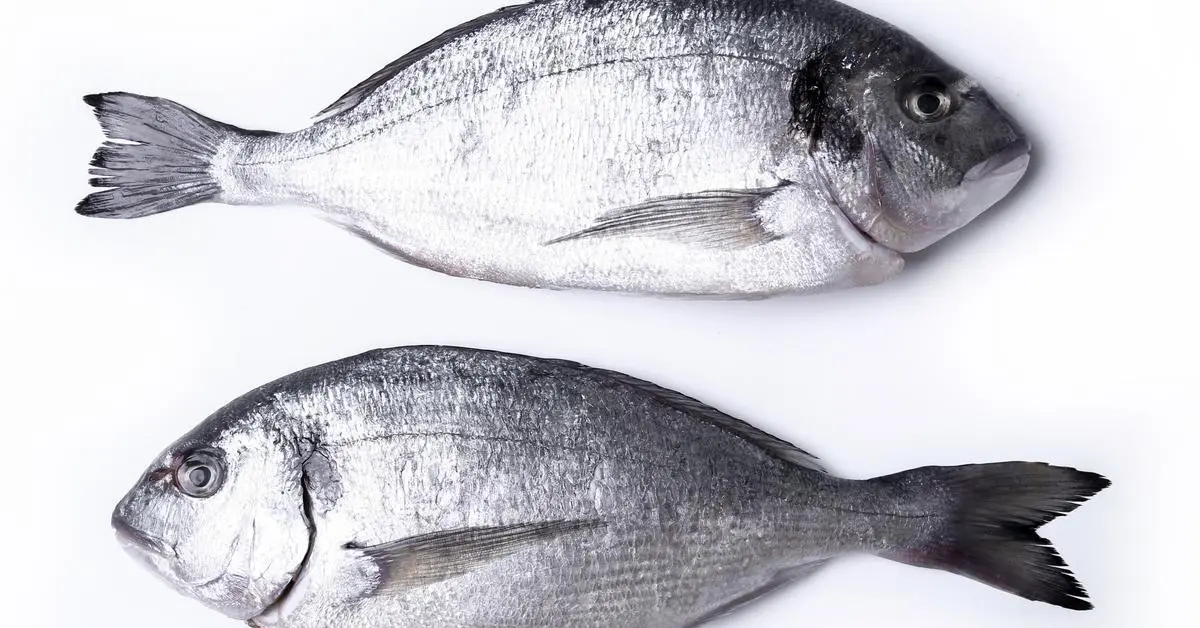 Permeabilidad del Mercado de Cuero de Pescado: Una Oportunidad Emergente - Qué nutrientes tienen las escamas de pescado permeabilidad en el mercado cueros de pescado - Qué nutrientes tienen las escamas de pescado