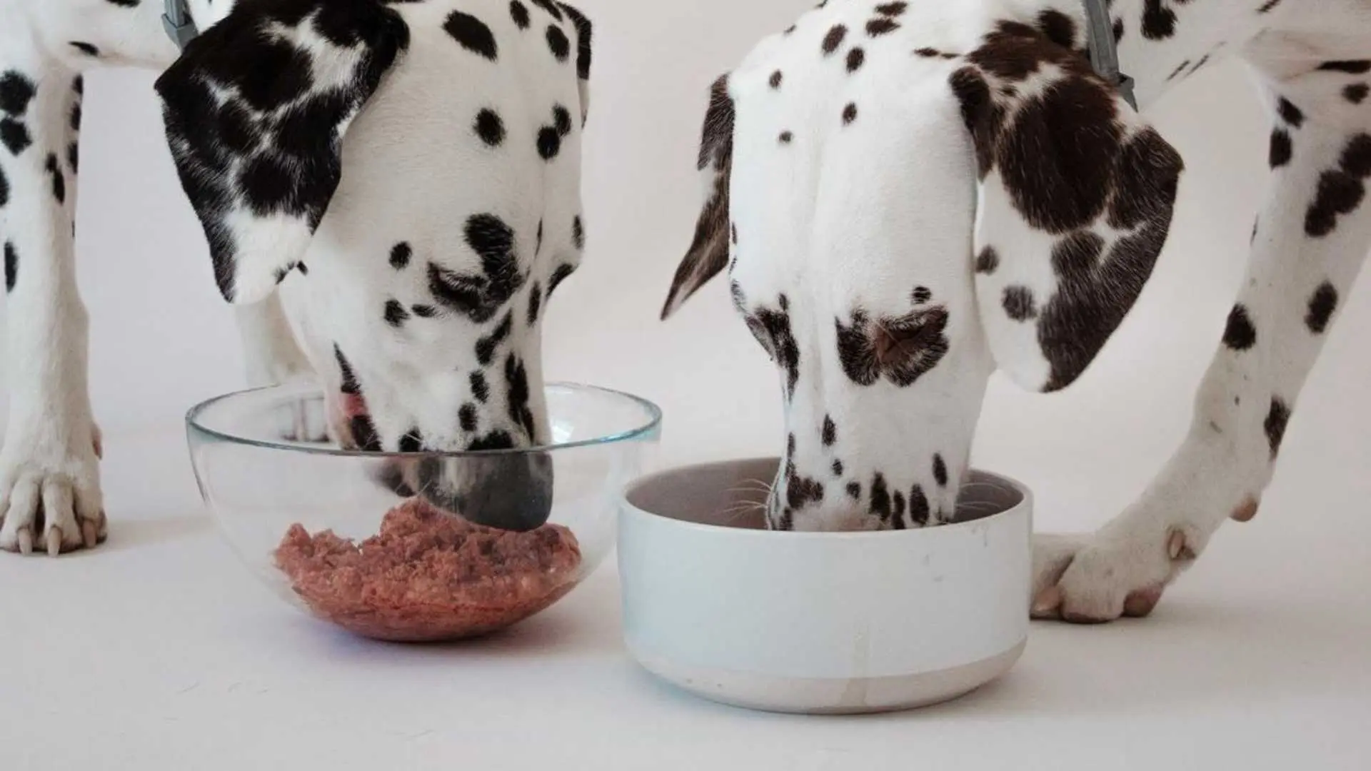 El Cuero de Vaca: La Opción Ideal para Muebles con Perros - Qué parte de la vaca es buena para los perros cuero de vaca para perros - Qué parte de la vaca es buena para los perros