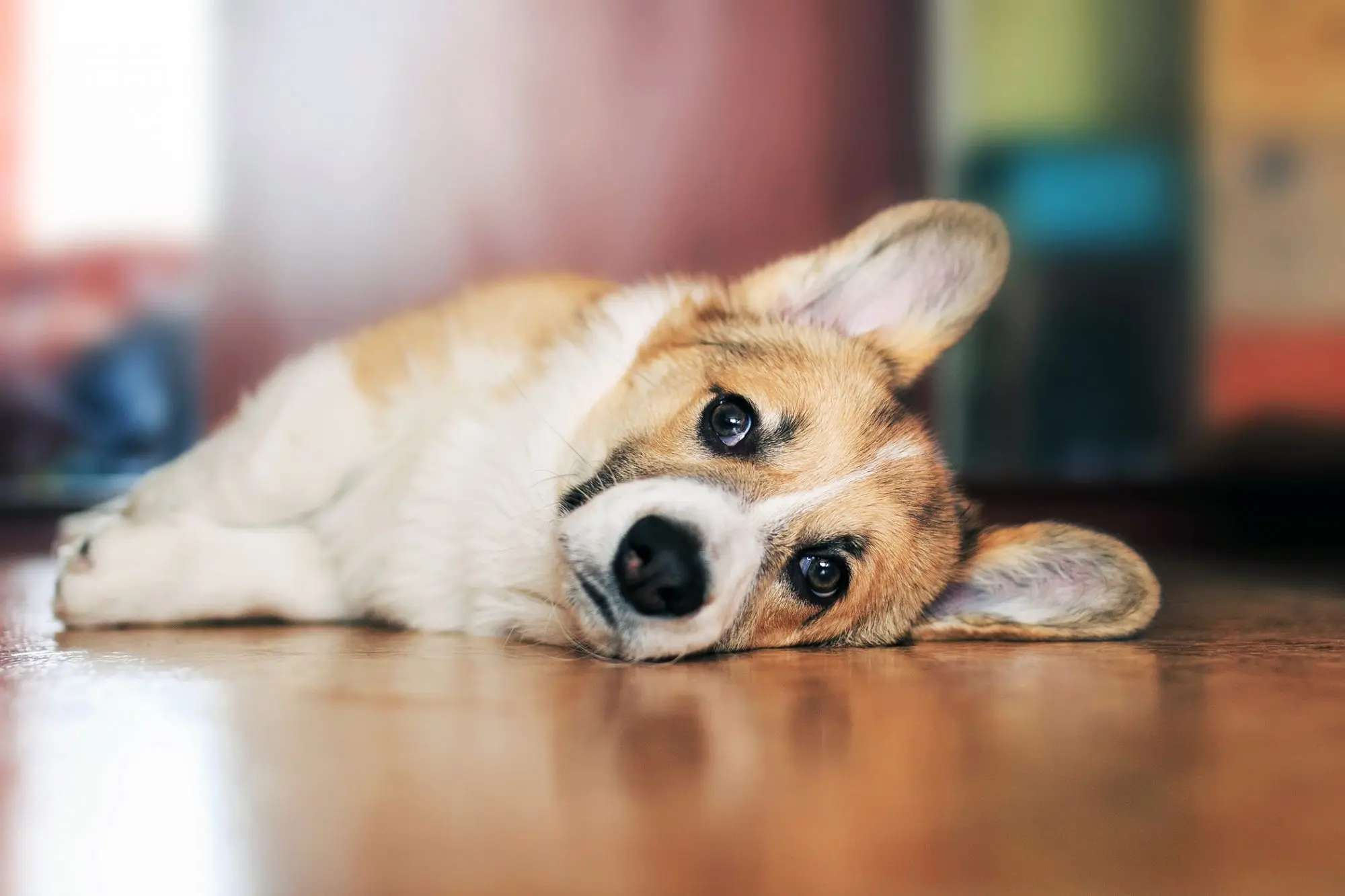Snacks para perros: guía completa para elegir el mejor premio para tu mascota - Qué pasa si le doy snacks a mi perro snacks para perros cueros - Qué pasa si le doy snacks a mi perro