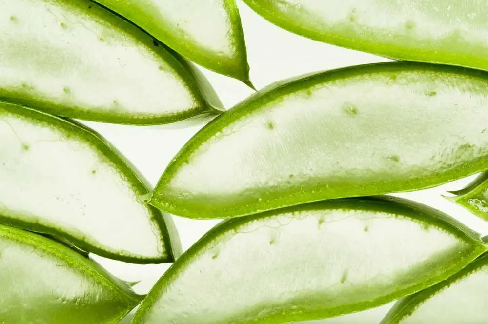 Aloe Vera para el Cabello: Beneficios, Usos y Cómo Hacer Champú Casero - Qué pasa si me dejó el aloe vera en el cabello toda la noche aloe en el cuero cabelludo - Qué pasa si me dejó el aloe vera en el cabello toda la noche