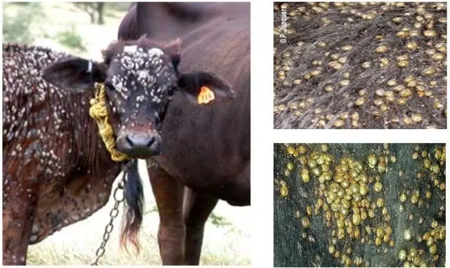El Impacto de las Garrapatas en la Industria Ganadera: Daños en los Cuero y Enfermedades - Qué pasa si te pica una garrapata de ganado picadura de garrapatas en bovinos dano en los cueros - Qué pasa si te pica una garrapata de ganado