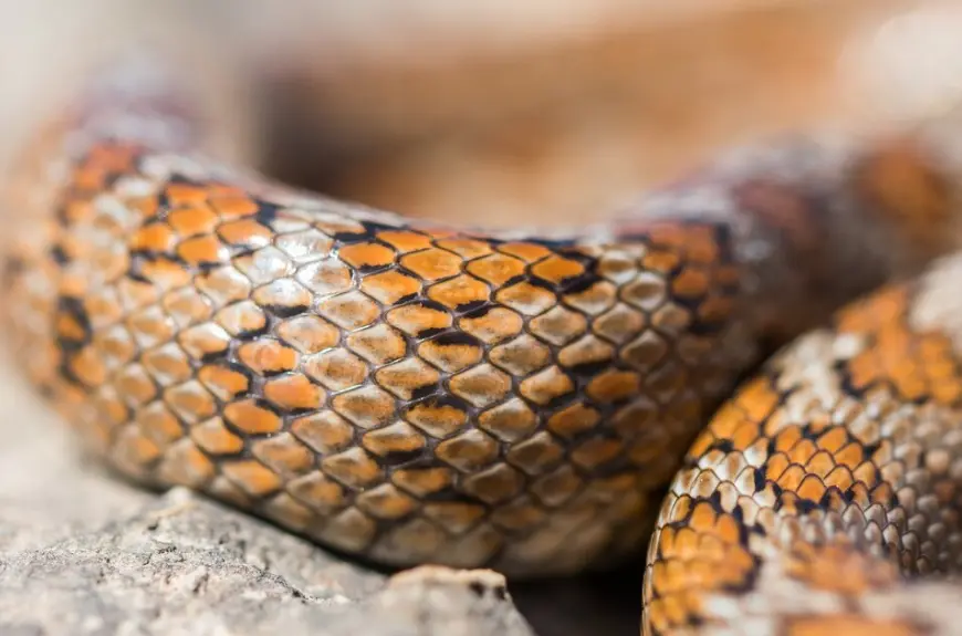 Para qué sirve el cuero de culebra: usos, beneficios y controversia - Qué se fabrica con la piel de la serpiente para que sirve el cuero de culebra - Qué se fabrica con la piel de la serpiente