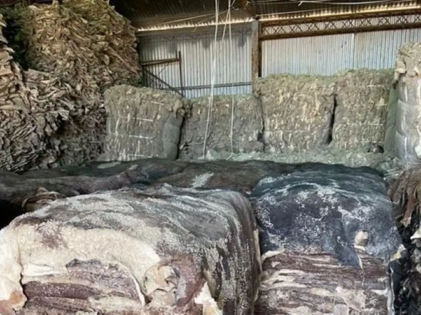 Exportación de Cuero Vacuno desde Argentina: Guía Completa para Exportadores - Qué se necesita para exportar carne desde Argentina exportacion de cueros vacunos senasa - Qué se necesita para exportar carne desde Argentina