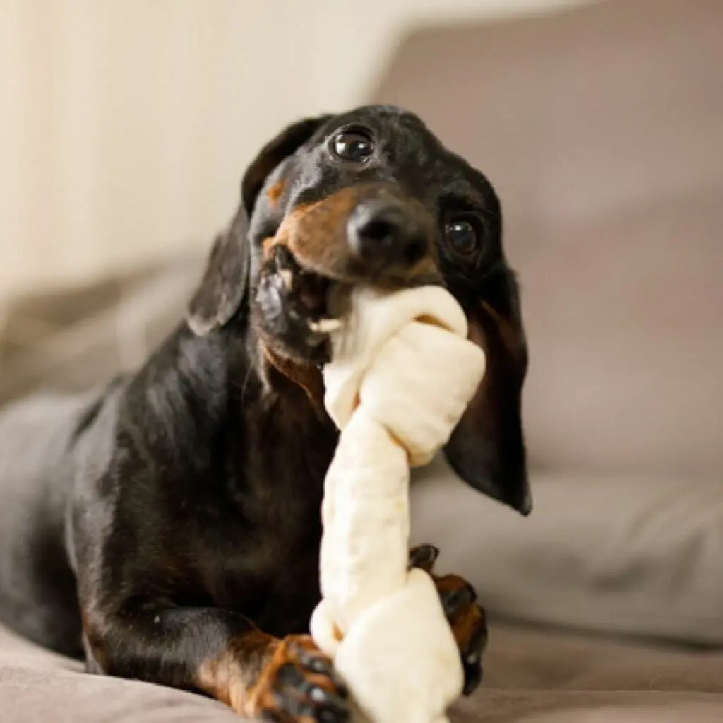 Huesos de Cuero para Mascotas: La Guía Definitiva para Elegir el Mejor - Qué tipo de hueso es mejor para los perros huesos de cuero para mascotas - Qué tipo de hueso es mejor para los perros