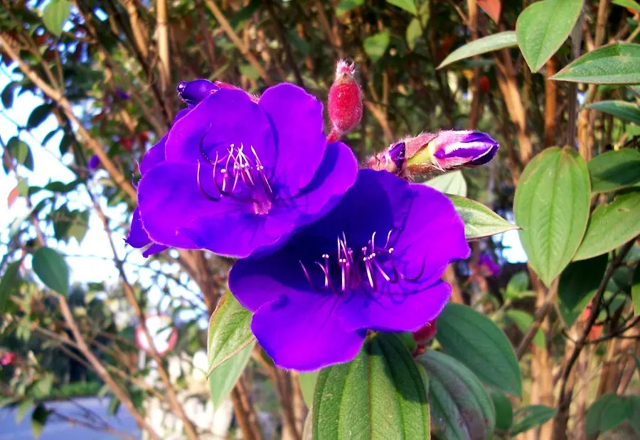 Flor de Siete Cueros: Propiedades, Usos y Beneficios - Qué usos tiene la flor flor de siete cueros usos - Qué usos tiene la flor